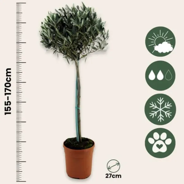Træ^Oliventræ - Olea europaea - Højde 155-170cm - ⌀19cm