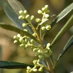 Træ^Oliventræ - Olea europaea - Højde 155-170cm - ⌀19cm