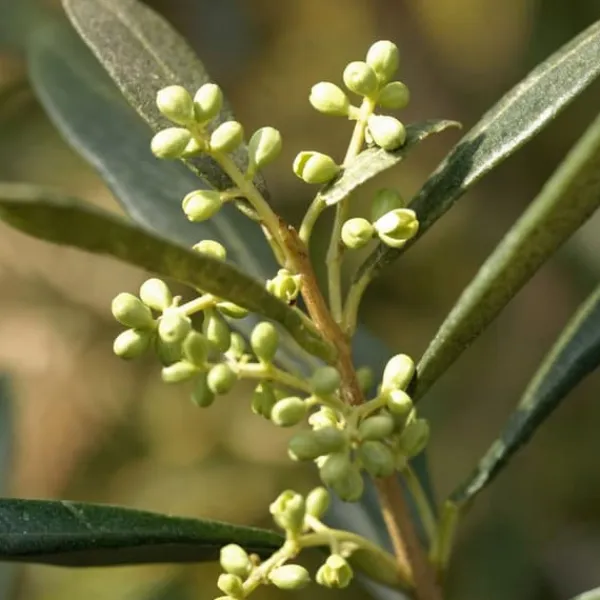 Træ^Oliventræ - Olea europaea - Højde 155-170cm - ⌀19cm