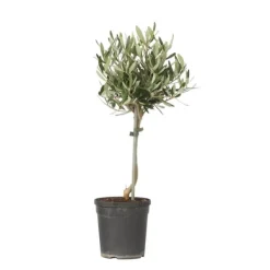 Sale Oliventræ - Olea europaea - H⌀jde 45-55cm - ⌀14cm Træ