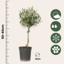 Sale Oliventræ - Olea europaea - H⌀jde 45-55cm - ⌀14cm Træ