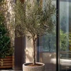 Sale Oliventræ - Olea europaea - H⌀jde 45-55cm - ⌀14cm Træ