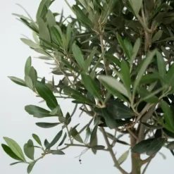 Sale Oliventræ - Olea europaea - H⌀jde 45-55cm - ⌀14cm Træ