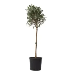 New Oliventræ - Olea europaea - Højde 90-100cm - ⌀21cm Træ