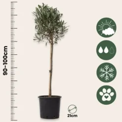 New Oliventræ - Olea europaea - Højde 90-100cm - ⌀21cm Træ