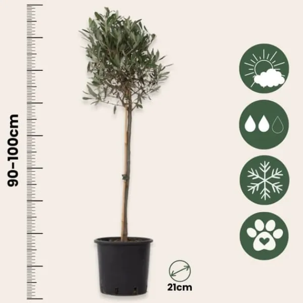 New Oliventræ - Olea europaea - Højde 90-100cm - ⌀21cm Træ