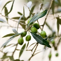 New Oliventræ - Olea europaea - Højde 90-100cm - ⌀21cm Træ