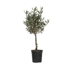 Online Oliventræ - Olea europaea - Højde 60-70cm - ⌀17cm Træ