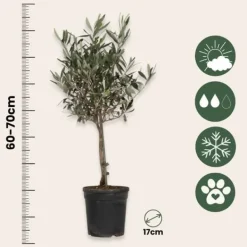 Online Oliventræ - Olea europaea - Højde 60-70cm - ⌀17cm Træ