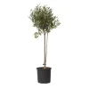 Online Oliventræ - Olea europaea - Højde 80-90cm - ⌀19cm Træ