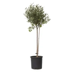 Online Oliventræ - Olea europaea - Højde 80-90cm - ⌀19cm Træ
