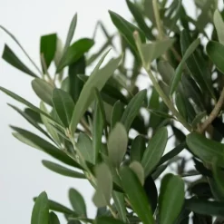 Online Oliventræ - Olea europaea - Højde 80-90cm - ⌀19cm Træ