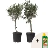 Træ^Oliventræ - Sæt med 2 - Olea europaea - Højde 50-60cm - ⌀14cm