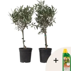 Træ^Oliventræ - Sæt med 2 - Olea europaea - Højde 50-60cm - ⌀14cm