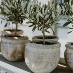 Træ^Oliventræ - Sæt med 2 - Olea europaea - Højde 50-60cm - ⌀14cm