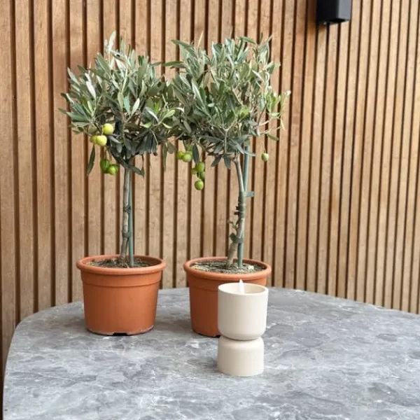 Best Oliventræ - Sæt med 2 - Olea europaea - Højde 50-60cm - ⌀14cm Træ