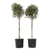 Online Oliventræ - Sæt med 2 - Olea europaea - Højde 90-100cm - ⌀21cm Træ
