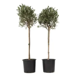 Online Oliventræ - Sæt med 2 - Olea europaea - Højde 90-100cm - ⌀21cm Træ