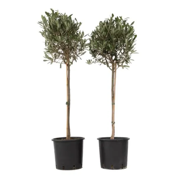Online Oliventræ - Sæt med 2 - Olea europaea - Højde 90-100cm - ⌀21cm Træ