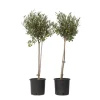 Online Oliventræ - Sæt med 2 - Olea europaea - Højde 80-90cm - ⌀19cm Træ