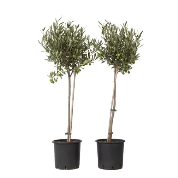 Online Oliventræ - Sæt med 2 - Olea europaea - Højde 80-90cm - ⌀19cm Træ