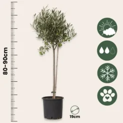 Online Oliventræ - Sæt med 2 - Olea europaea - Højde 80-90cm - ⌀19cm Træ