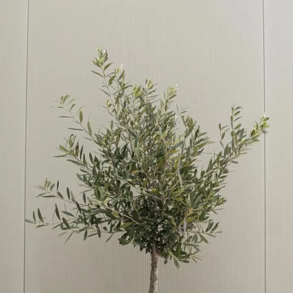 Online Oliventræ - Sæt med 2 - Olea europaea - Højde 80-90cm - ⌀19cm Træ