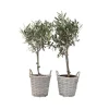 Træ^Oliventræ - Sæt med 2 - Olea europaea - Højde 50-60cm - ⌀14cm