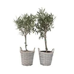 Træ^Oliventræ - Sæt med 2 - Olea europaea - Højde 50-60cm - ⌀14cm