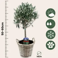 Træ^Oliventræ - Sæt med 2 - Olea europaea - Højde 50-60cm - ⌀14cm