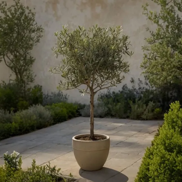 Træ^Oliventræ - Sæt med 2 - Olea europaea - Højde 50-60cm - ⌀14cm
