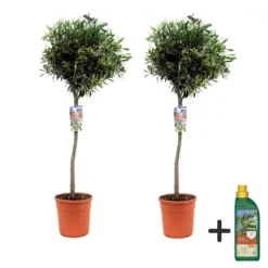 Clearance Oliventræ - Sæt med 2 - Olea europaea - Højde 90-100cm - ⌀21cm Træ