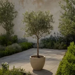 Clearance Oliventræ - Sæt med 2 - Olea europaea - Højde 90-100cm - ⌀21cm Træ
