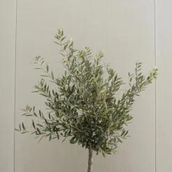 Clearance Oliventræ - Sæt med 2 - Olea europaea - Højde 90-100cm - ⌀21cm Træ