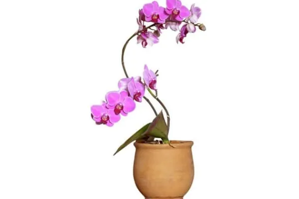 Gødningsmidler^ORCHID STRONG - ORCHID BALSAM APPLIKATOR 30 ML