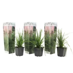 Haveplanter^Pampasgræs - Sæt med 3 - Cortaderia selloana - Højde 25-40cm - ⌀9cm
