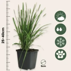 Haveplanter^Pampasgræs - Sæt med 3 - Cortaderia selloana - Højde 25-40cm - ⌀9cm