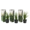 Haveplanter^Pampasgræs - Sæt med 3 - Cortaderia selloana - Højde 25-40cm - ⌀9cm