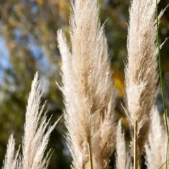 Haveplanter^Pampasgræs - Sæt med 3 - Cortaderia selloana - Højde 25-40cm - ⌀9cm