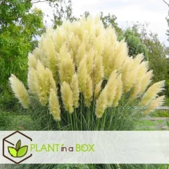Haveplanter^Pampasgræs - Sæt med 3 - Cortaderia selloana - Højde 25-40cm - ⌀9cm