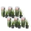 Pampasgræs - Sæt med 6 - Cortaderia selloana - Højde 25-40cm - ⌀9cm Haveplanter