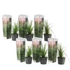 Pampasgræs - Sæt med 6 - Cortaderia selloana - Højde 25-40cm - ⌀9cm Haveplanter