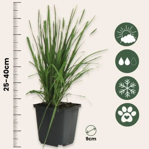 Pampasgræs - Sæt med 6 - Cortaderia selloana - Højde 25-40cm - ⌀9cm Haveplanter