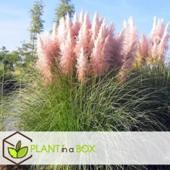 Pampasgræs - Sæt med 6 - Cortaderia selloana - Højde 25-40cm - ⌀9cm Haveplanter