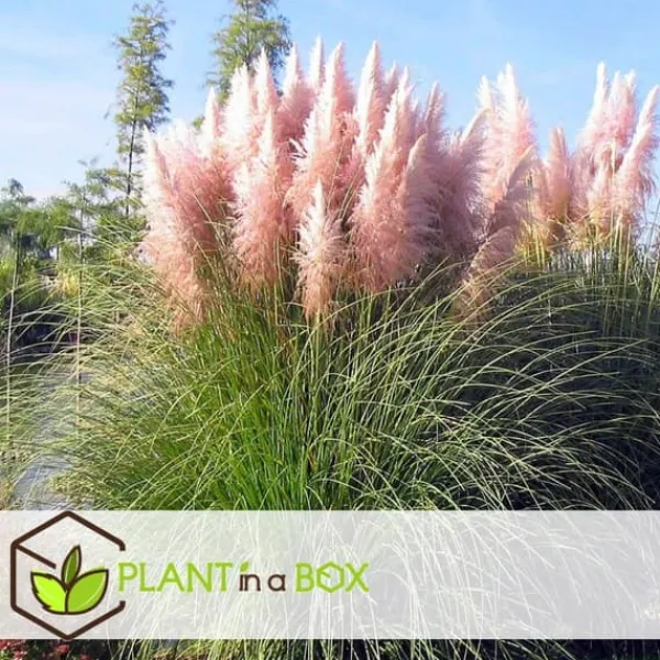 Pampasgræs - Sæt med 6 - Cortaderia selloana - Højde 25-40cm - ⌀9cm Haveplanter