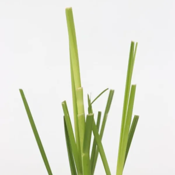 Pampasgræs - Sæt med 6 - Cortaderia selloana - Højde 25-40cm - ⌀9cm Haveplanter