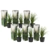 Haveplanter^Pampasgræs - Sæt med 6 - Cortaderia selloana - Højde 25-40cm - ⌀9cm