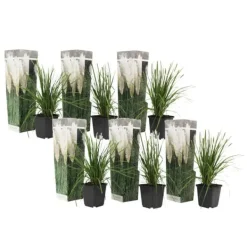 Haveplanter^Pampasgræs - Sæt med 6 - Cortaderia selloana - Højde 25-40cm - ⌀9cm