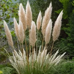 Haveplanter^Pampasgræs - Sæt med 6 - Cortaderia selloana - Højde 25-40cm - ⌀9cm