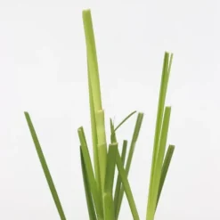 Haveplanter^Pampasgræs - Sæt med 6 - Cortaderia selloana - Højde 25-40cm - ⌀9cm
